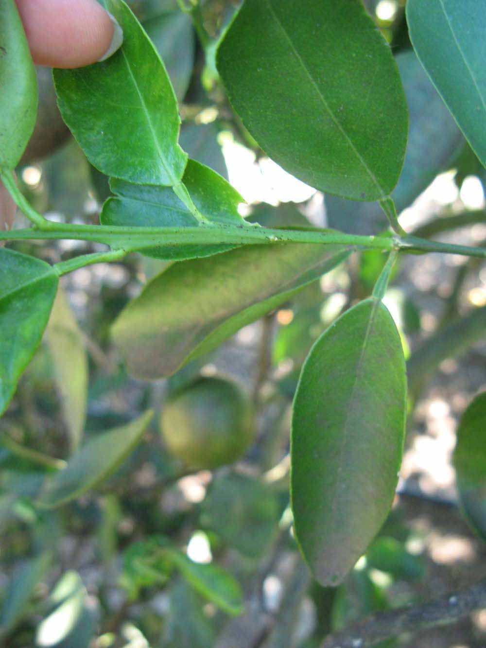            First year twig (Winter Haven, FL)   